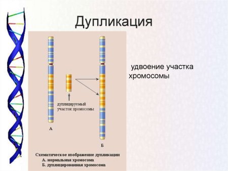 Схема дупликации генетика