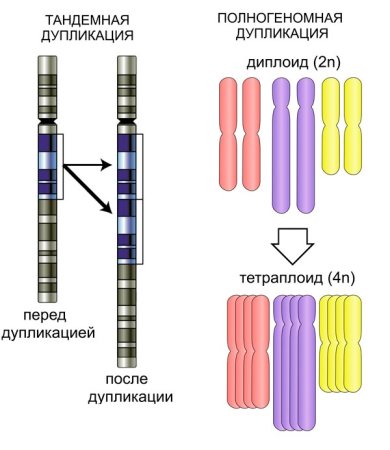Дупликация делеция Гена
