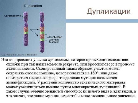 Синдром дупликации хромосом