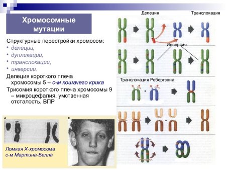 Хромосомные мутации делеции дупликации инверсии транслокации