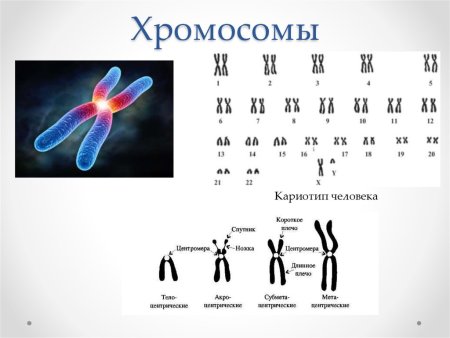 Строение х-хромосомы человека