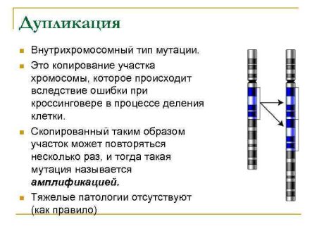 Схема дупликации хромосом