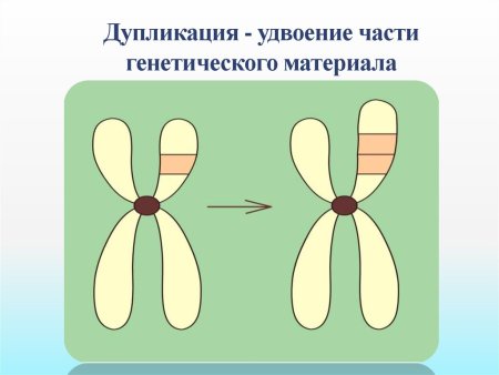 Удвоение генетического материала