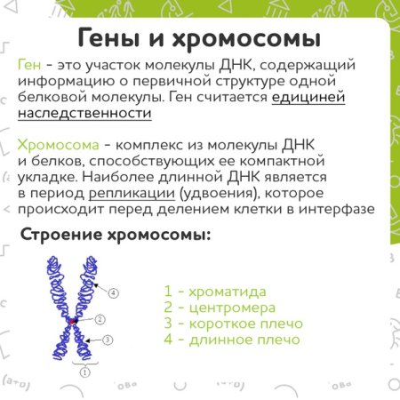 X И Y хромосомы и гены