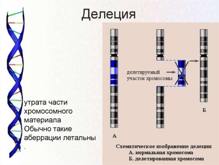Делеция участка хромосомы