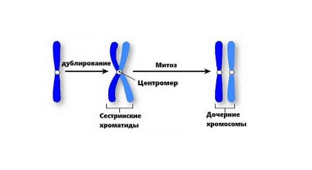 Строение хромосомы хроматиды