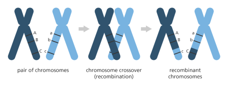 Хромосома на белом фоне