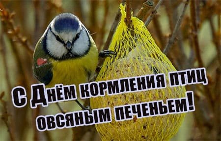 День кормления птиц овсяным печеньем