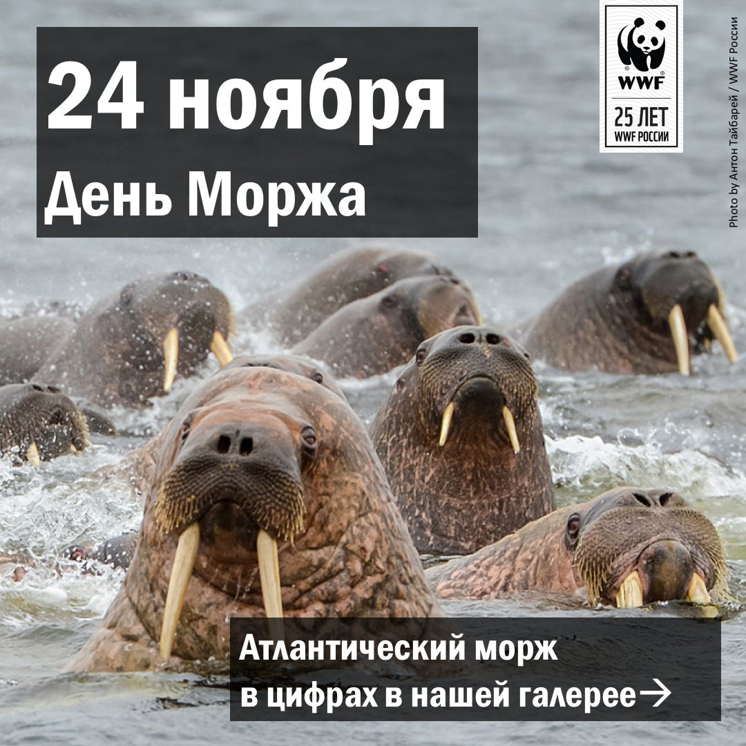 День моржа. Праздник день моржа. 24 Ноября день моржа в России. Сегодня день моржа.