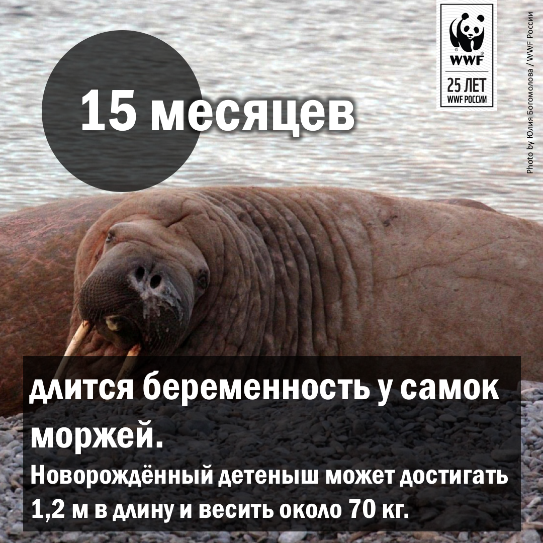 День моржа. День моржа 24 ноября. День моржа в России. Морж праздник.