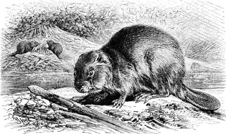 Черна белая картина Бобр