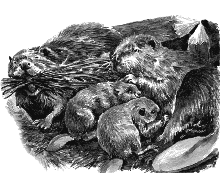Бобер гравюра