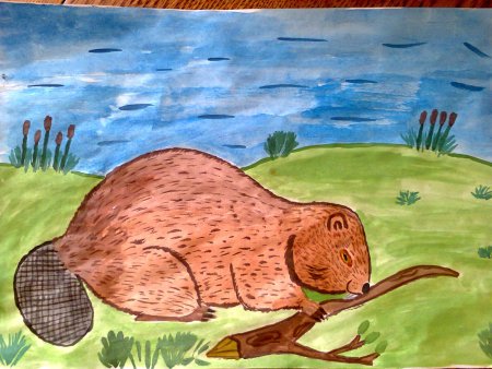 Рисунок бобра