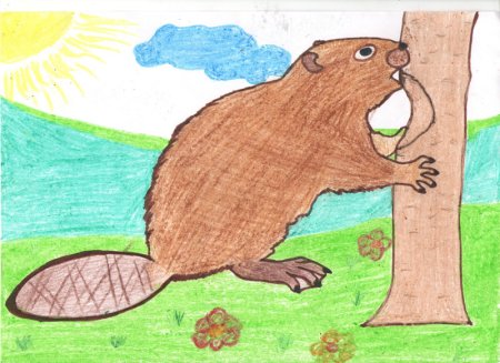Бобер для рисования