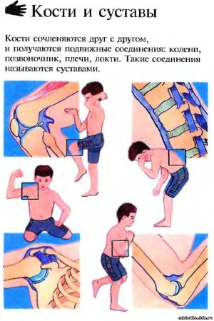 Кости и суставы
