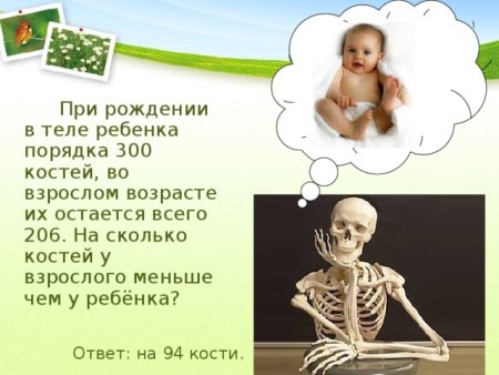 Сколько костей у человека