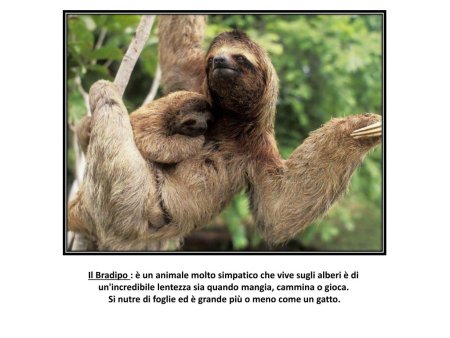 День ленивца