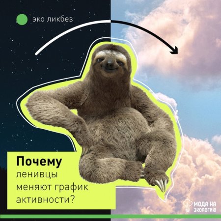 Среда обитания ленивца