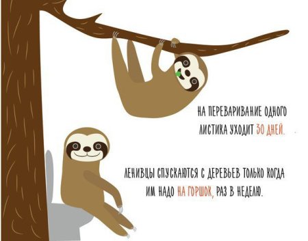 Интересные факты о ленивцах