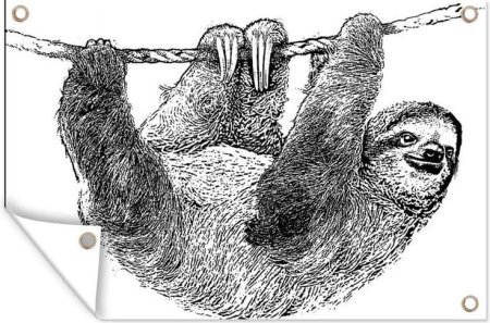 Ленивец черно белый