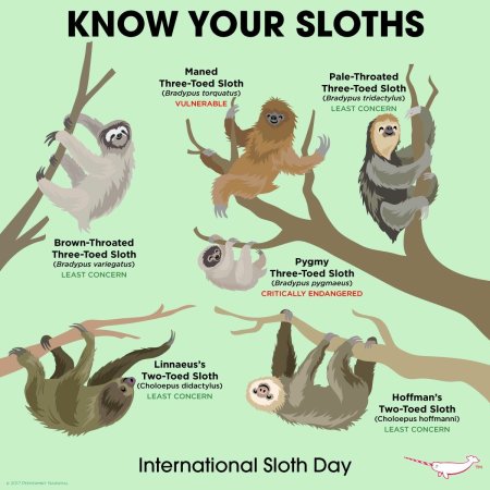 День ленивца 20 октября