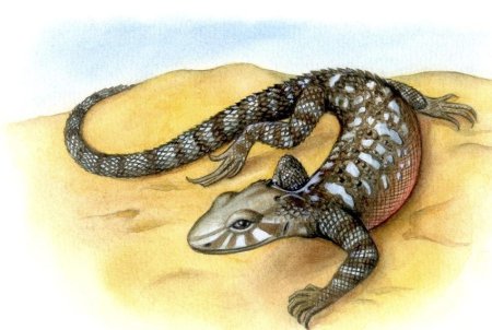 Ящерица для детей