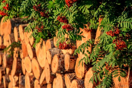 Яков Древопилец народный праздник