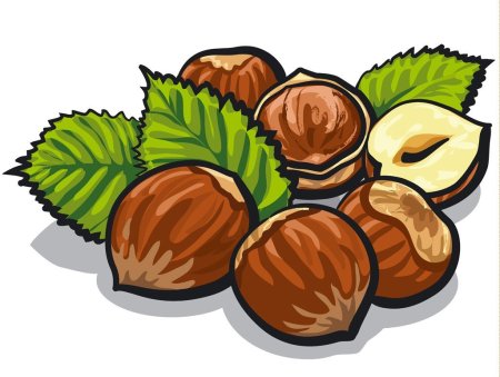 Орех Векторная Графика