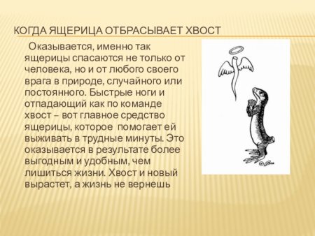 Почему ящерица отбрасывает хвост