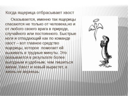 Когда ящерица отбрасывает хвост