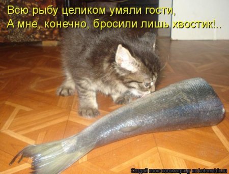 Кот и рыба юмор