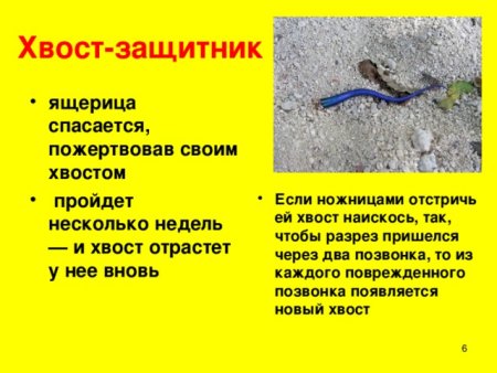 Почему ящерица отбрасывает хвост