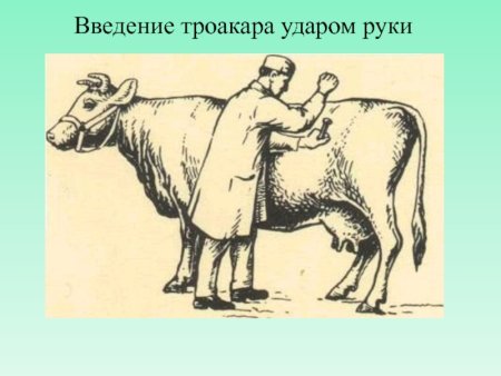 Тимпания рубца КРС прокол