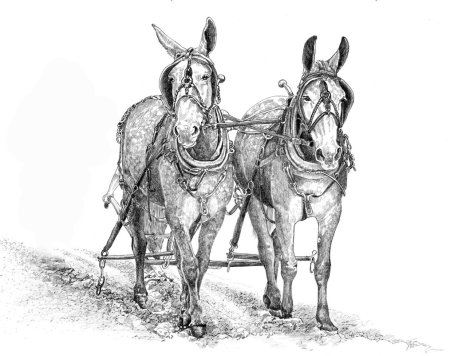 Мул без узды иллюстрации