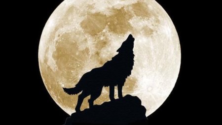 Ночь воя на луну
