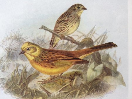 Птичка овсянка Перелетная