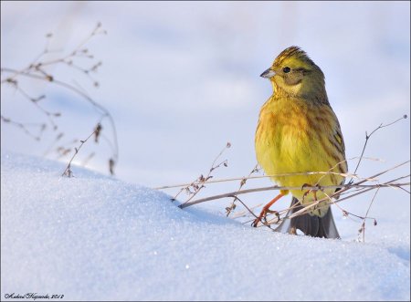 3 Марта овсянки Ярило с овсянкой