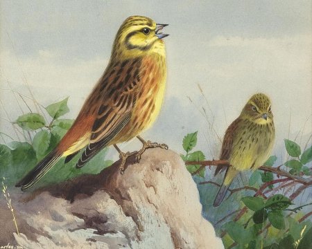 Садовая овсянка птица в живописи