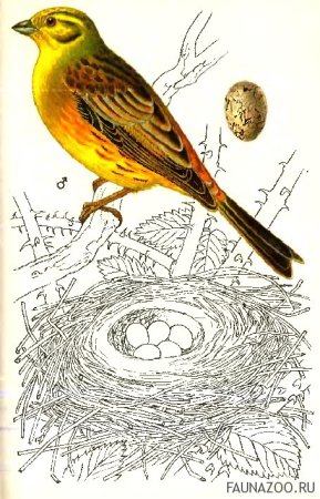 Овсянка обыкновенная рисунок