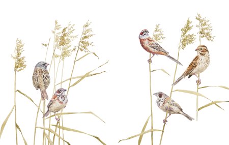 Овсянка иллюстрация