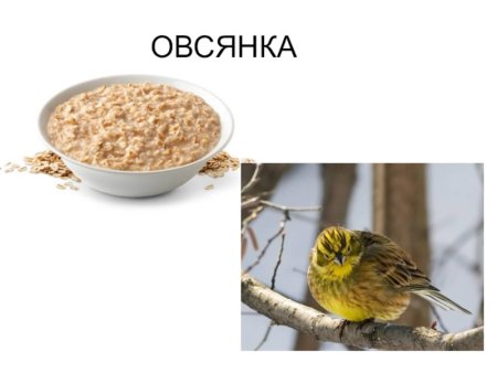 Овсянка птица и крупа