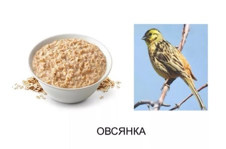 Овсянка омонимы
