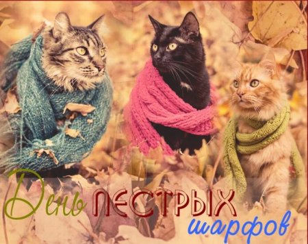 День пестрых шарфов