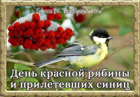 День красной рябины и прилетевших синиц 31 октября