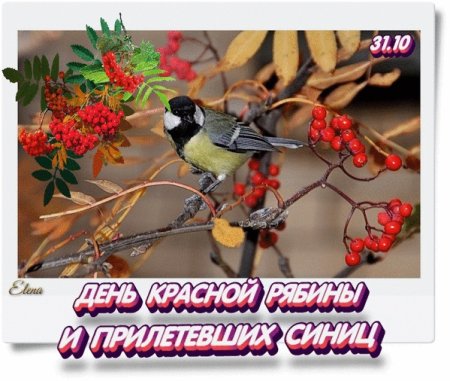 День красной рябины и прилетевших синиц 31 октября