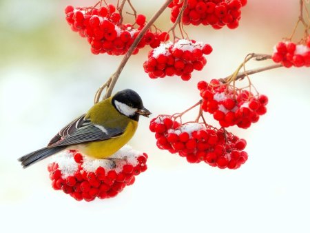 Зимняя рябина