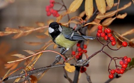 Синичка на рябине