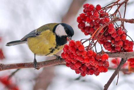 Синичка на рябине