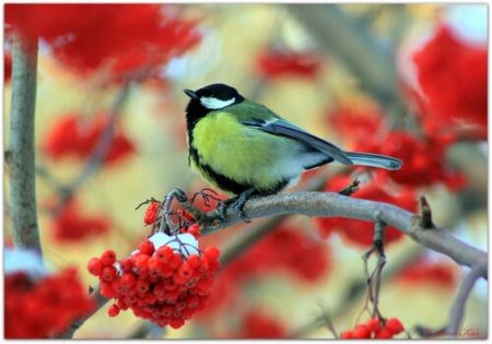 Синица зимой