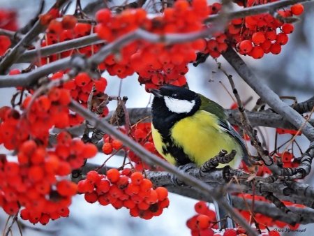 Снегири и синицы на рябине
